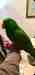 Eclectus