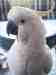 Cockatoo