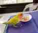 Lovebird