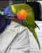 Lory / Lorikeet