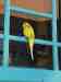 Budgerigar