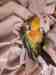 Conure