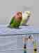 Lovebird