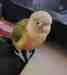 Conure