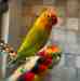 Lovebird