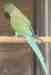 Indian Ringneck Parakeet