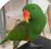 Eclectus