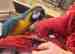 Macaw