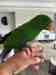 Eclectus