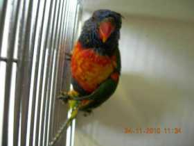 Found Lory / Lorikeet