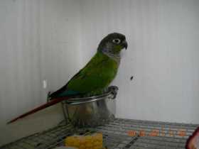 Found Conure