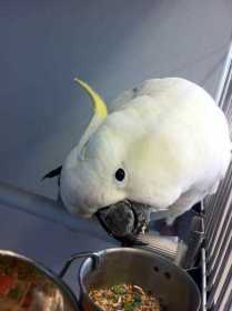 Found Cockatoo