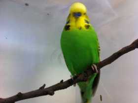 Found Budgerigar