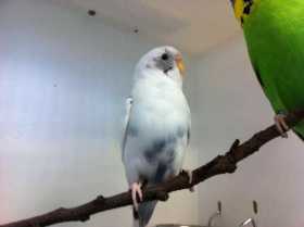 Found Budgerigar