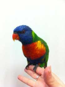 Found Lory / Lorikeet