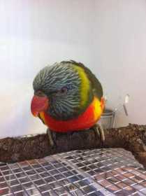 Found Lory / Lorikeet