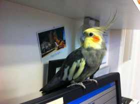 Found Cockatiel