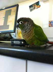 Found Conure