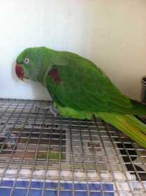 Found Alexandrine