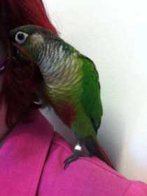 Found Conure