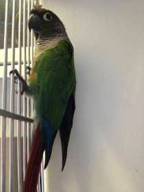 Found Conure