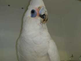 Found Corella Cockatoo