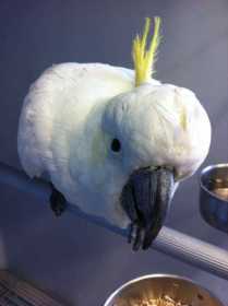 Found Cockatoo