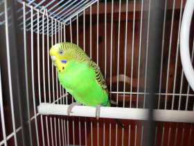 Found Parakeet