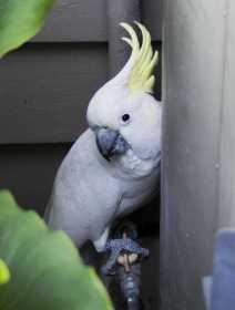 Found Cockatoo