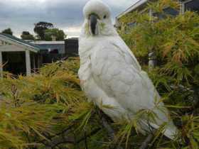 Found Cockatoo