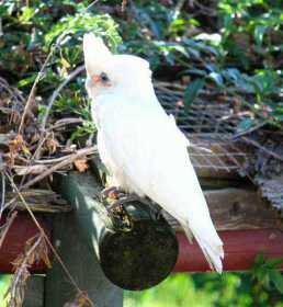 Found Corella Cockatoo