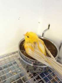 Found Canary