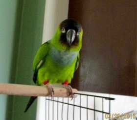 Found Conure