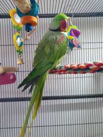 Found Alexandrine