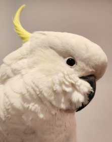 Found Cockatoo