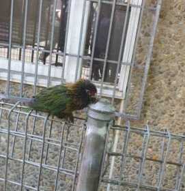 Found Lory / Lorikeet