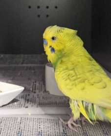 Found Budgerigar