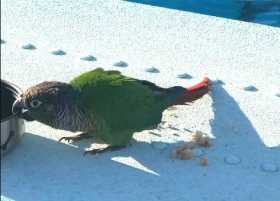 Found Conure