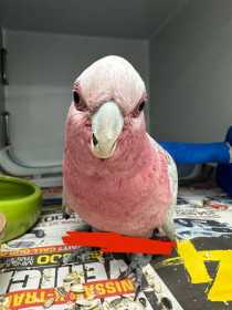 Found Galah Cockatoo