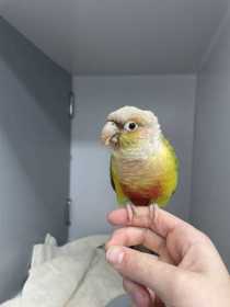 Found Conure