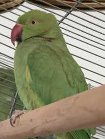 Found Indian Ringneck Parakeet