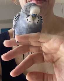 Found Budgerigar