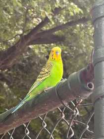 Found Budgerigar