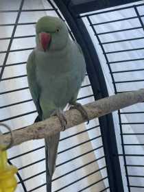 Found Indian Ringneck Parakeet