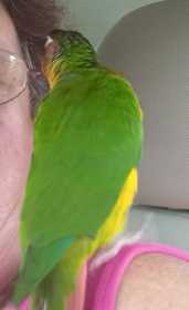 Found Conure