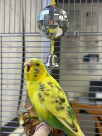 Found Budgerigar