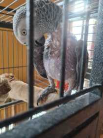 Found African Grey