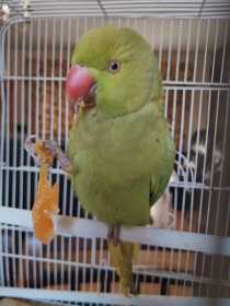 Found Indian Ringneck Parakeet