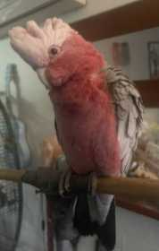 Found Galah Cockatoo