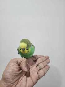 Found Budgerigar